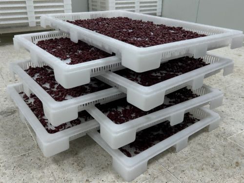 Latest company news about O que é Encapsulamento em Softgel? O Processo de Fabricação Explicado